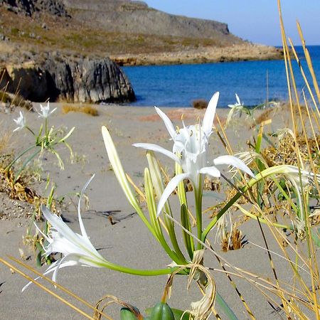 Olive Coast Suites Palekastro Exteriér fotografie