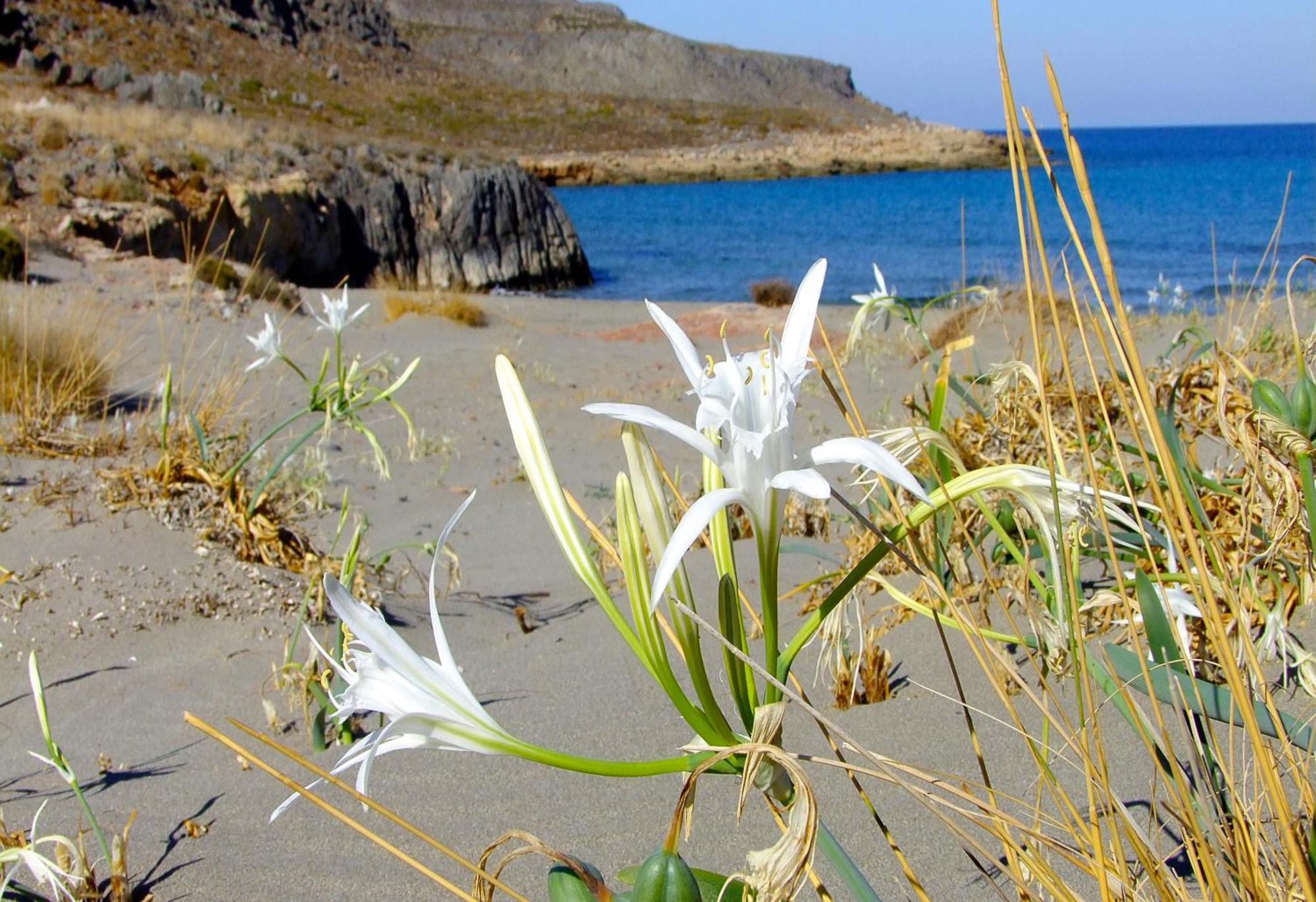 Olive Coast Suites Palekastro Exteriér fotografie